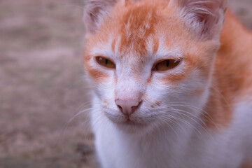 Picture of a beautiful calm cat's face. This is a beautiful orange colored Bangladeshi pet cat.