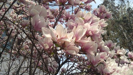 magnolia tree blossom