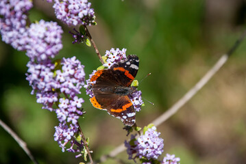 A Red Admiral Butterfly (Vanessa atalanta)