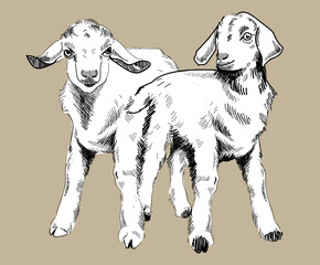 Kid. Drawing by hand in vintage style. Cute little goat. - 367839213