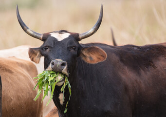 cow on the farm