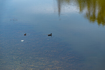 Ukraine, Krivoy Rog city park lake, ducks are looking for food.