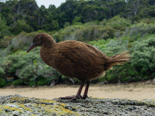 New Zealand inhabitant 