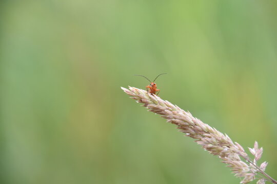 Brackwespe aleiodes politiceps