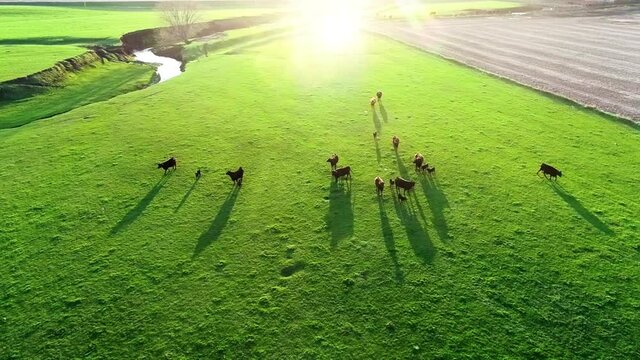 Drone footage of free range cattle running through open green pasture in Iowa during sunset.