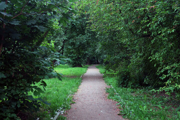 sandy path for pedestrians passing through thickets of green trees