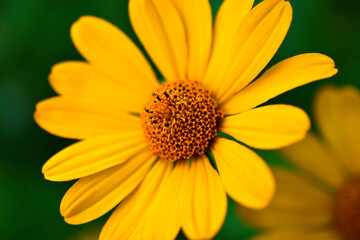 Yellow flower of heliopsis chamomile garden perennial