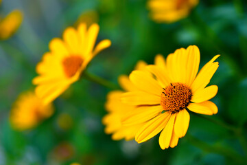 Yellow flower of heliopsis chamomile garden perennial