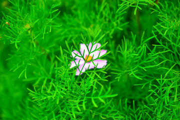 Background of green grass and a small purple Aster flower