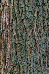 Ukrainian trees texture and background.