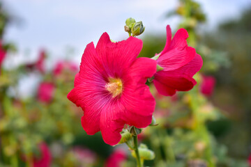 Fototapeta na wymiar Red and pink Mallow flowers on a Sunny day
