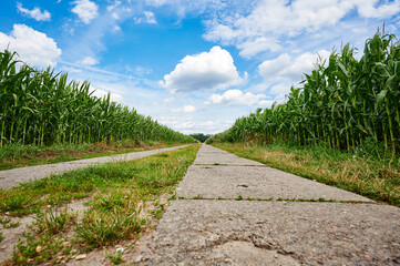 Low angle shot from a path between corn fields (Zea mays) in the outskirts of Berlin, Germany, under a blue sky with white clouds.