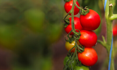 Red tomatoes on a branch on a bush. Garden garden, harvest of vegetables. Blur bokeh. Vegetable floral background.