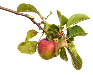 ripe juicy apples on a branch on a white background