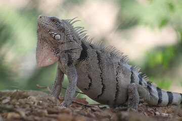 iguana 