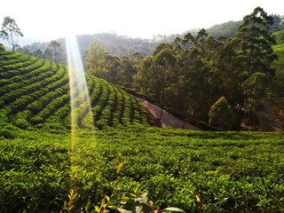 tea plants kerala