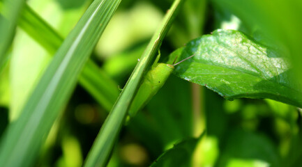 green grass with dew