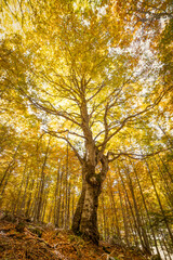 Majestic trees with golden leaves. A scenic autumn landscape with pleasant warm sunshine. Fantasy dreamy Forest. Fall colors in Conangles, Pyreenes, Spain,