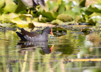 A Common Moorhen in Jerusalem, Israel