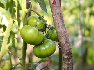 Green tomatoes on a branch on a bush. Garden garden, harvest of vegetables. Blur bokeh. Vegetable floral background.