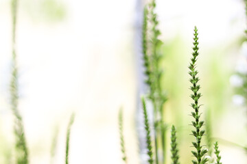 Small white flowers on a long stem. Blur bokeh. Vegetable floral background.