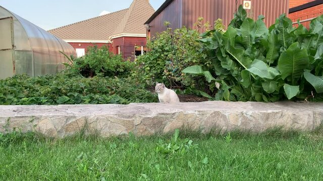 A doggie like Jack Russell plays with a beautiful blue cat with blue eyes.