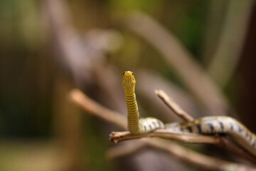 The checkered keelback (Fowlea piscator), also known commonly as the Asiatic water snake