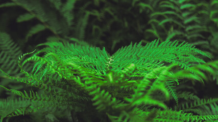 Ferns Belgium Ardennes