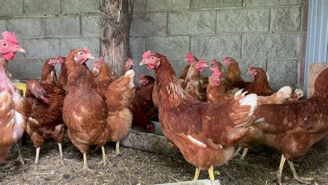 Domestically fed, well-groomed brown hens graze in the organic chicken farm