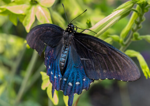 Close-up of Big Pipevine Swallowtail Butterfly on Green Foliage