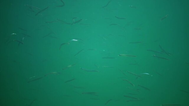 Mediterranean Sand Eel (Gymnammodytes cicerellus) in their natural habitat. Fish Black Sea.