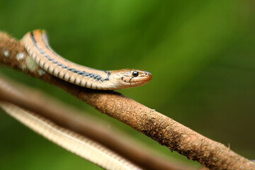 The checkered keelback (Fowlea piscator), also known commonly as the Asiatic water snake