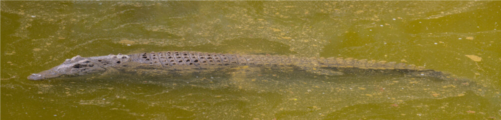 A Submerged Nile Crocodile in the Jerusalem, Israel, Zoo