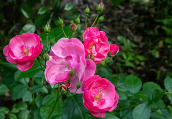 Beautiful fresh roses in the Park. A large rose inflorescence on a Garden Bush. flowers for postcards and projects