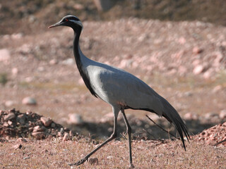 Demoiselle Crane (Grey)