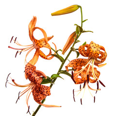 blooming orange tiger lily on white background