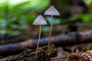 Mycena Alcalina