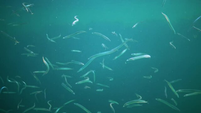 Mediterranean Sand Eel (Gymnammodytes cicerellus) in their natural habitat. Fish Black Sea.