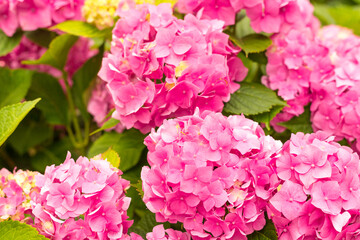 Flowers blossom on sunny day. Flowering hortensia plant. Pink Hydrangea macrophylla blooming in spring and summer in a garden. Web banner, nature background