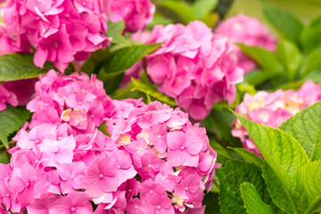 Flowers blossom on sunny day. Flowering hortensia plant. Pink Hydrangea macrophylla blooming in spring and summer in a garden. Web banner, nature background