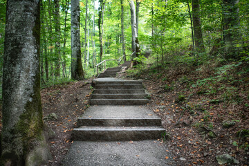 A concrete path with footsteps going through a forest in summer.