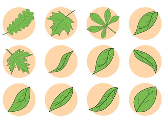 Green leaves icon set. Maple, oak and chestnut leaf contour in a circle isolated on white background. Vector illustration