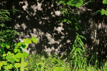 green grass in the garden