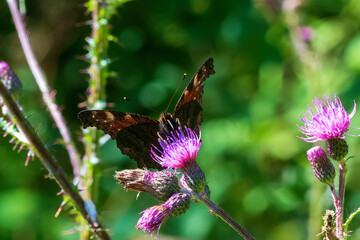 butterfly on flower