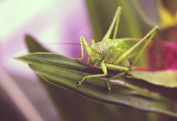 Green beautiful praying mantis sits on a large corn leaf in the garden in summer.