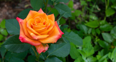 City park. An amazing orange rose.Space for your text