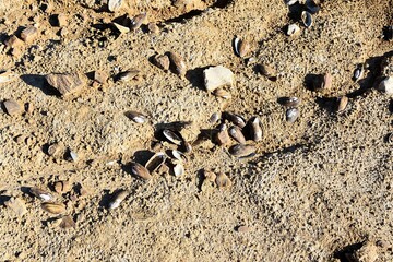 dead shells of river shells at the bottom of a dry lake