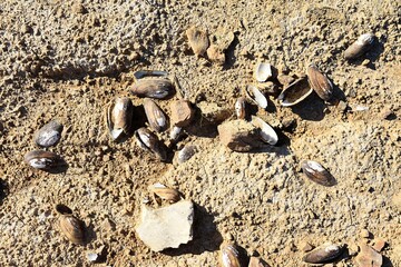 dead shells of river shells at the bottom of a dry lake