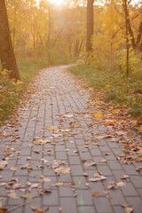 Golden autumn, beautiful background of orange leaves on the path