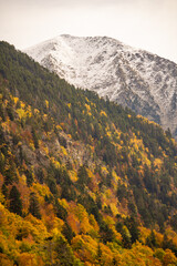 Beautiful autumn morning landscape. Trees on the edge of a mountain in fall colors.  Autumn tones in Pyrenees, Spain.